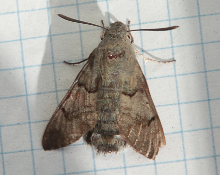 Macroglossum stellatarum?